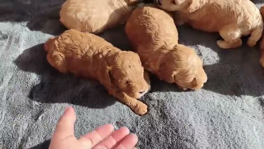 Caniche Enano perros en venta: CANICHE ENANO MACHO Y HEMBRA - Video 1