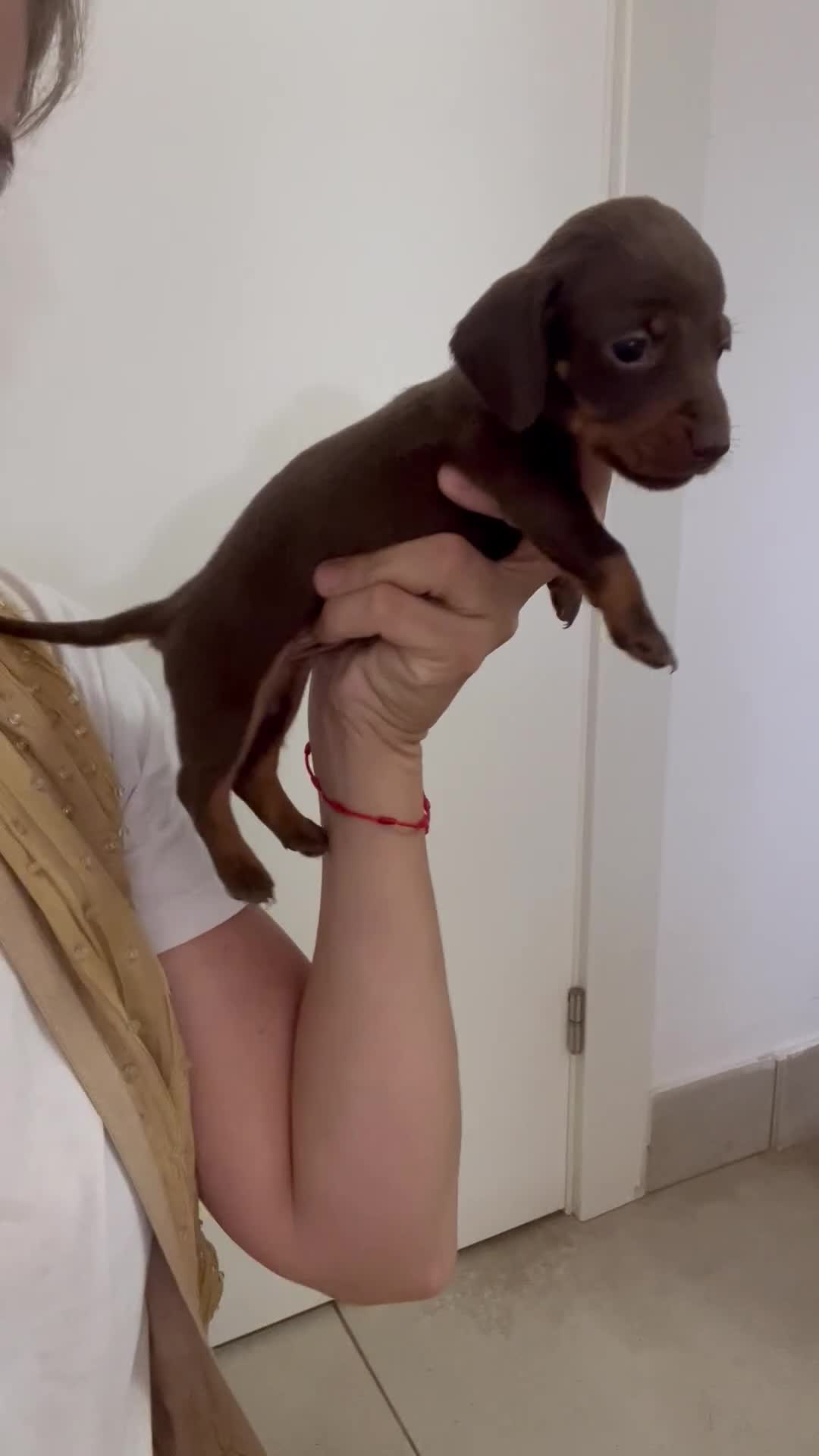 Teckel Miniatura perros en venta: Excelentes Teckel Kaninchen Chocolate. 601144783 - Video 4