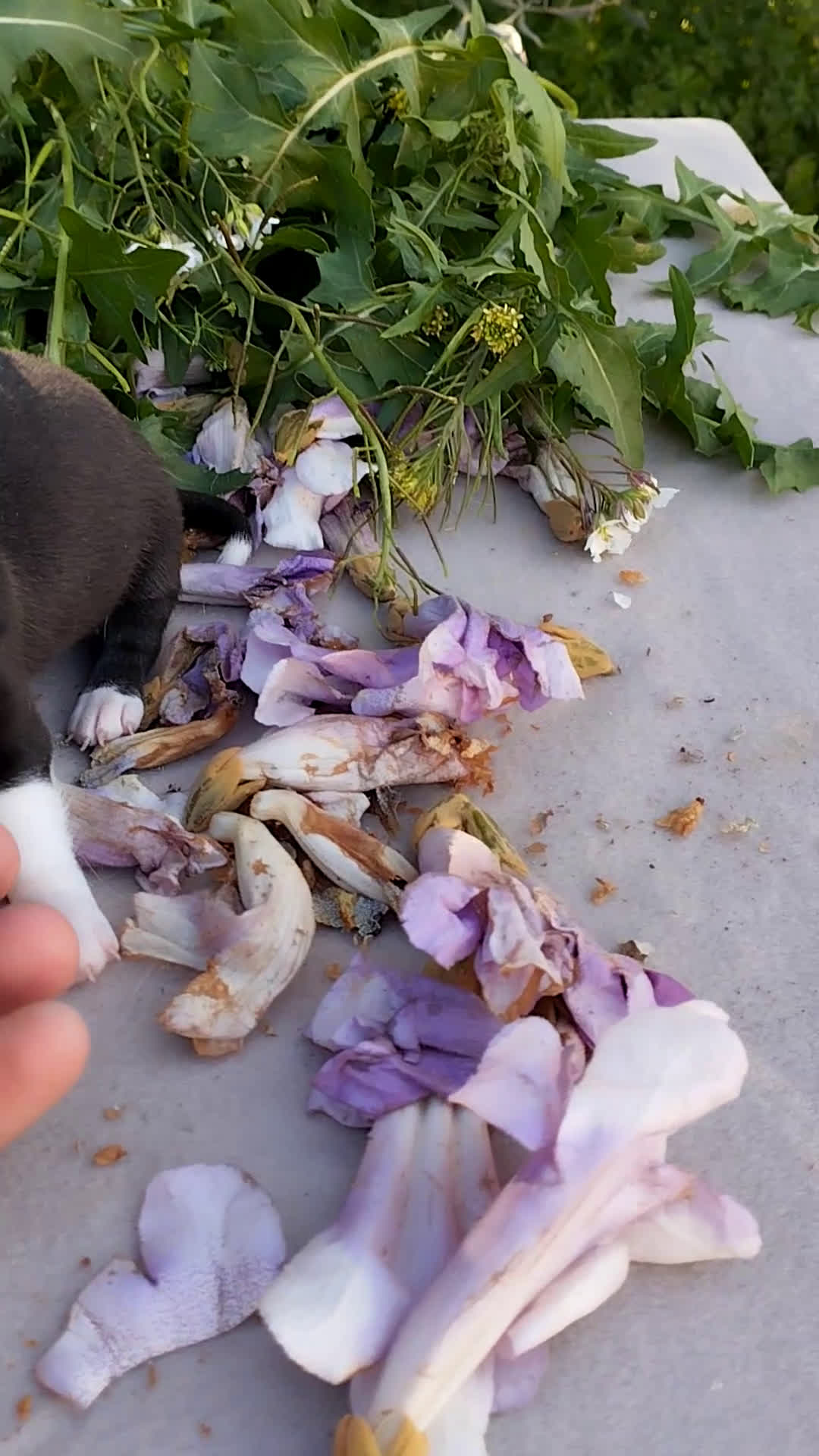 Chihuahua perros en venta: Chihuahuas Toy Cabeza de manzana - Video 1