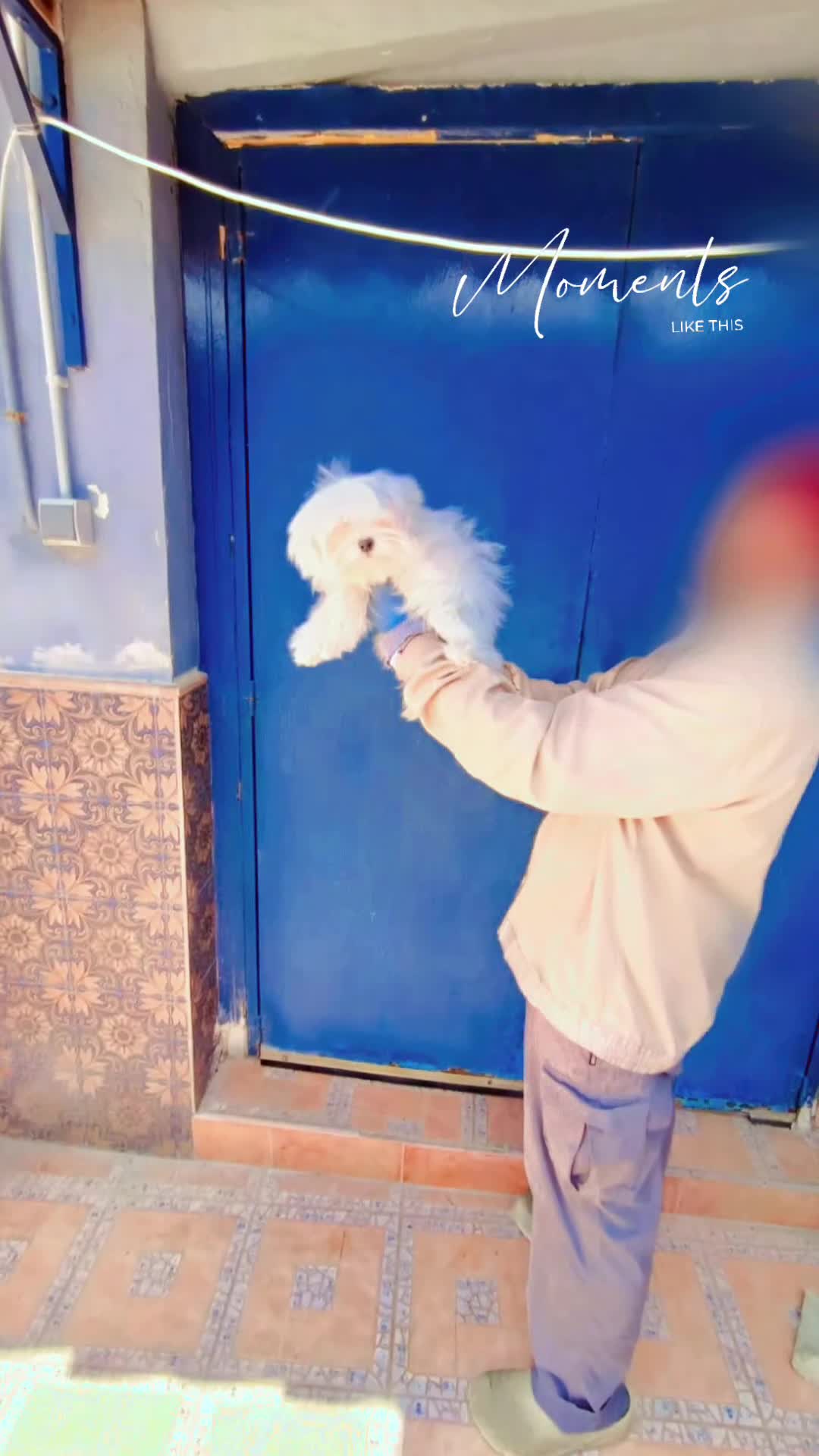 Bichón Maltés perros en venta: Macho 5 meses super chico  - Video 1