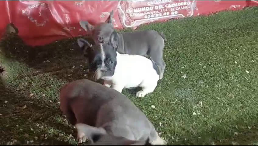 Bulldog Francés perros en venta: camada bulldog frances tricolor  en Madrid - Video 1