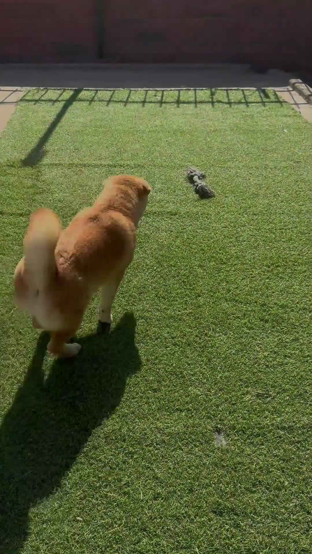 Shiba Inu perros en venta: Shiba Inu  - Video 1