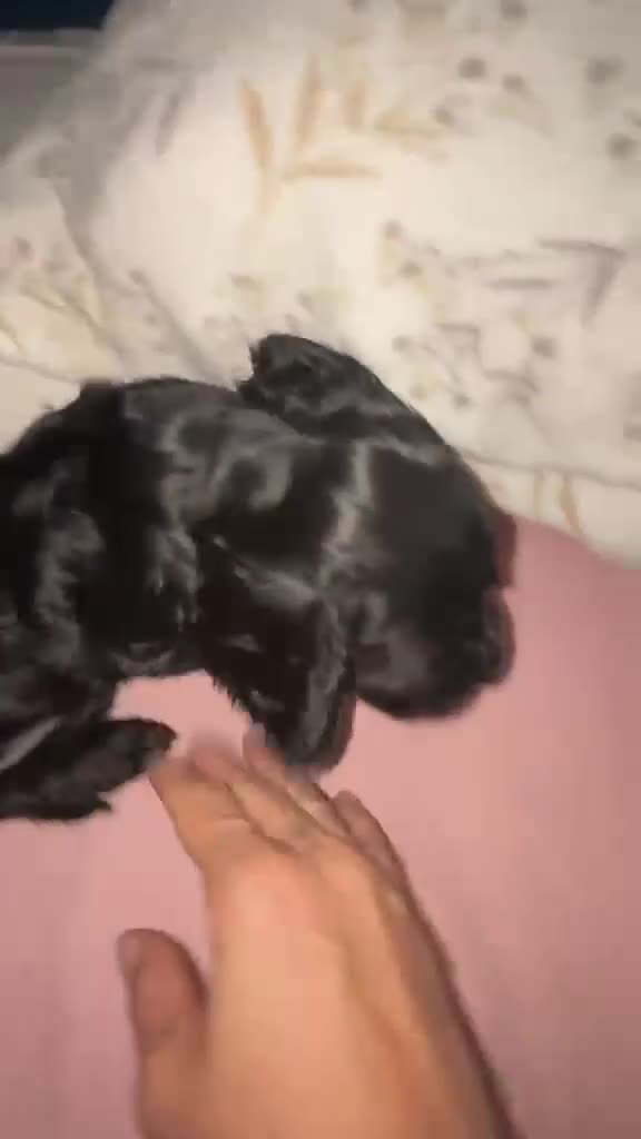 Cocker Spaniel Inglés perros en venta: Cocker spanish ingles negra hembra  - Video 1