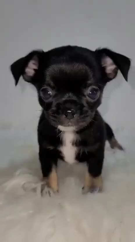 Chihuahua perros en venta: CHIHUAHUA MICRO TOY - Video 1