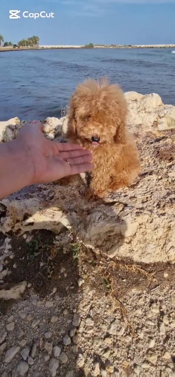 Caniche Toy perros en venta: MACHO CANICHE TOY  - Video 1