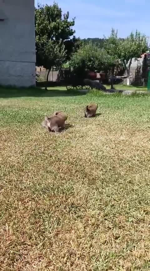 Shiba Inu perros en venta: SHIBA INU EN PONTEVEDRA - Video 2