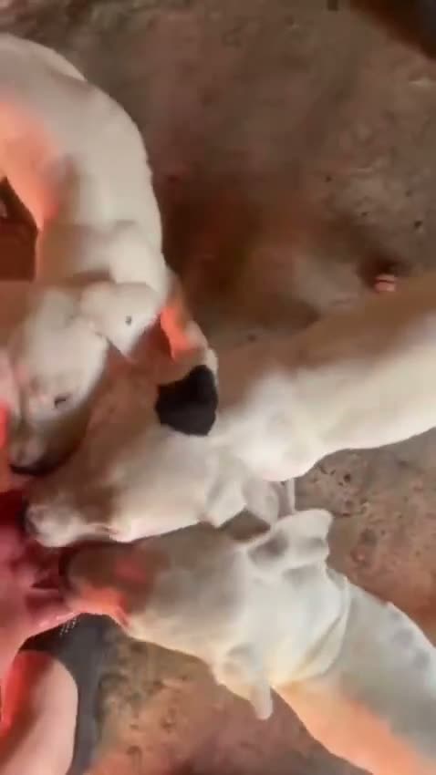 Dogo Argentino perros en venta: Dogo argentino - Video 1