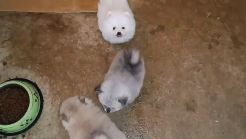 Pomerania perros en venta: PRECIOSOS POMERANIAS DESDE 800 € - Video 1