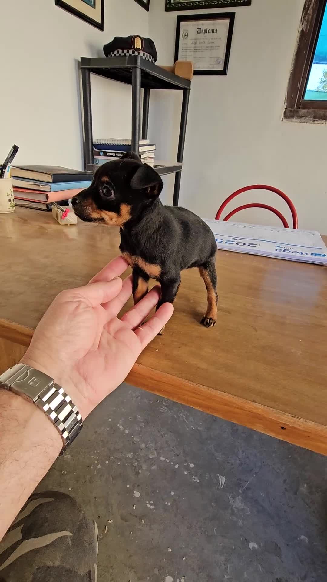 Pinscher Miniatura perros en venta: Lindos mini pincher  - Video 2