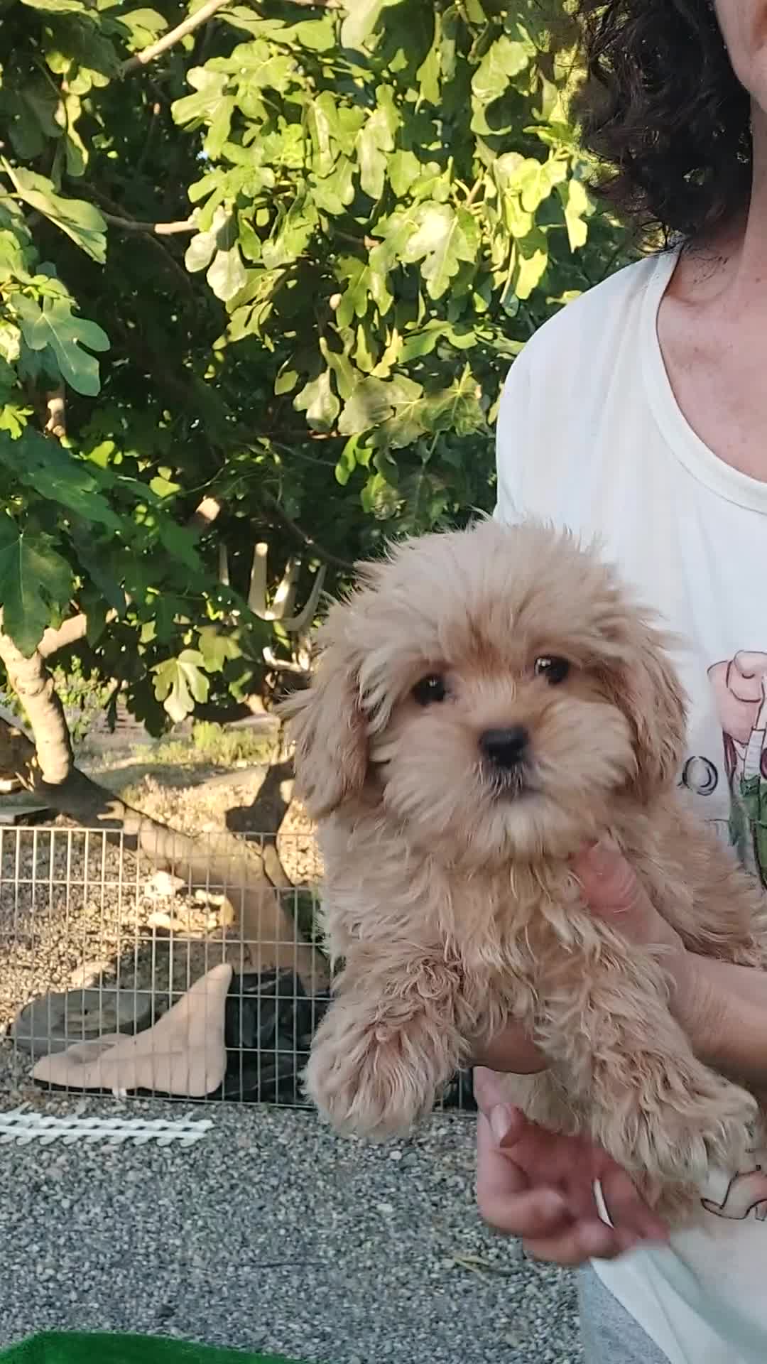 Maltipoo perros en venta: Maltipoo - Video 1
