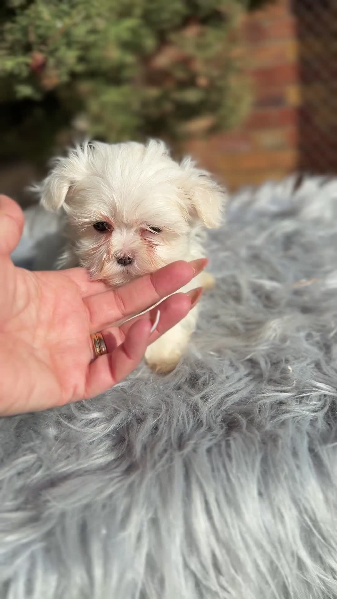 Bichón Maltés perros en venta: Bichon Maltes coreano  - Video 1