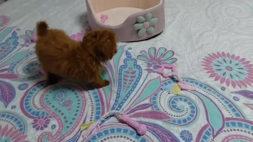 Caniche Toy perros en venta: Caniche hembra toy roja  - Video 1
