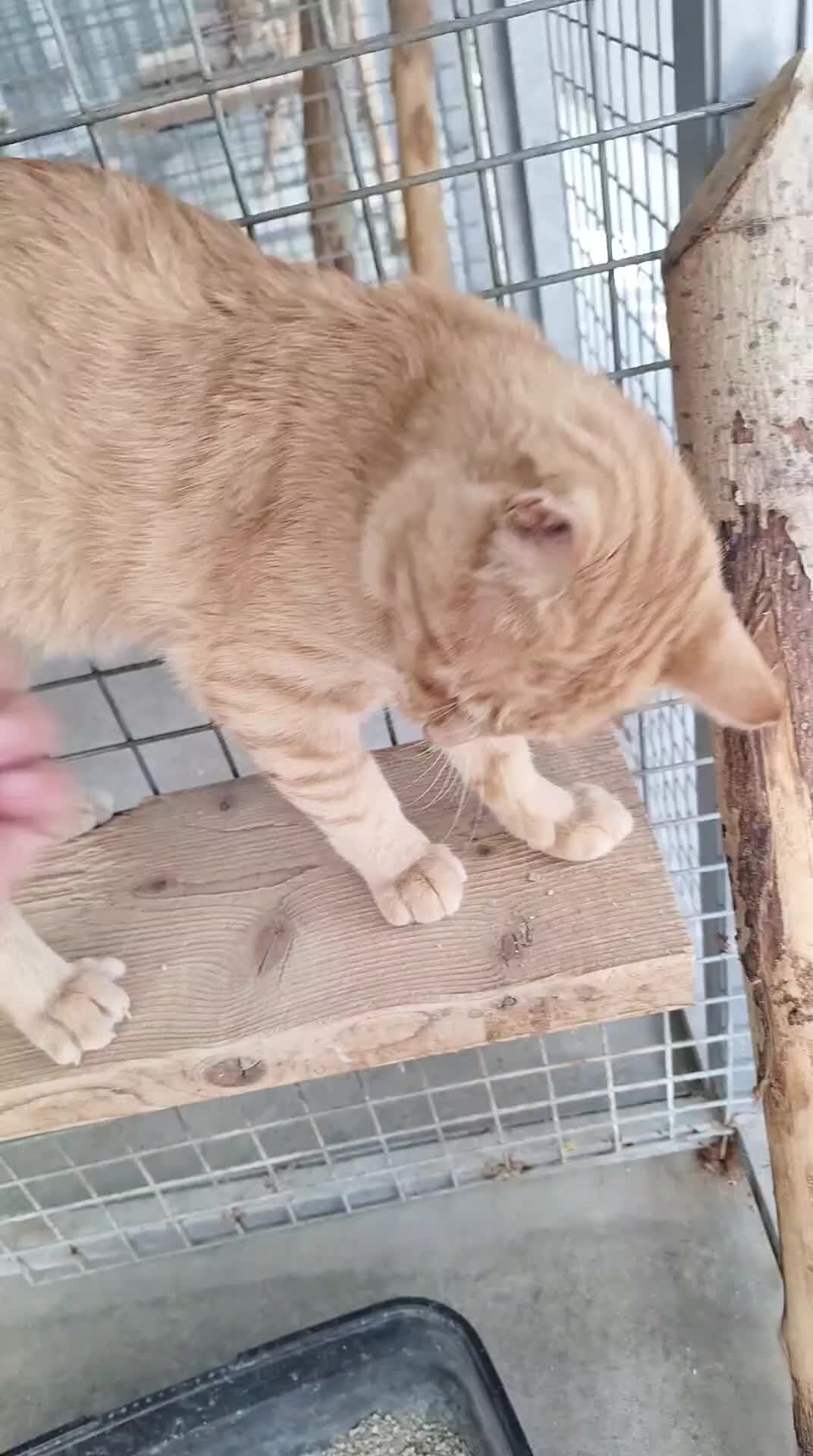 Europeo de Pelo Corto gatos en venta: Gatito común europeo  - Video 1