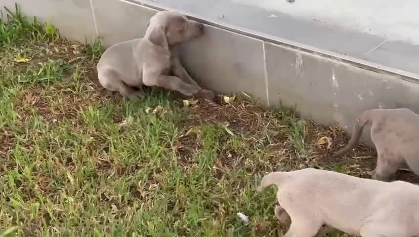 Weimaraner perros en venta: Braco de weimaner - Video 3