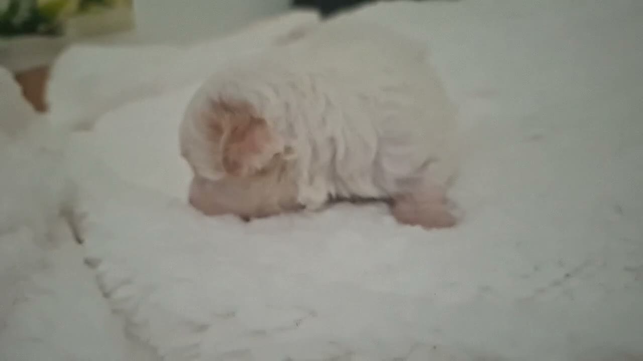 Maltipoo perros en venta: Macho Maltipoo  - Video 1