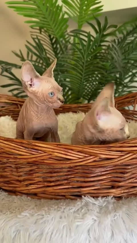 Sphynx gatos en venta: GATITAS SPHYNX - Video 4