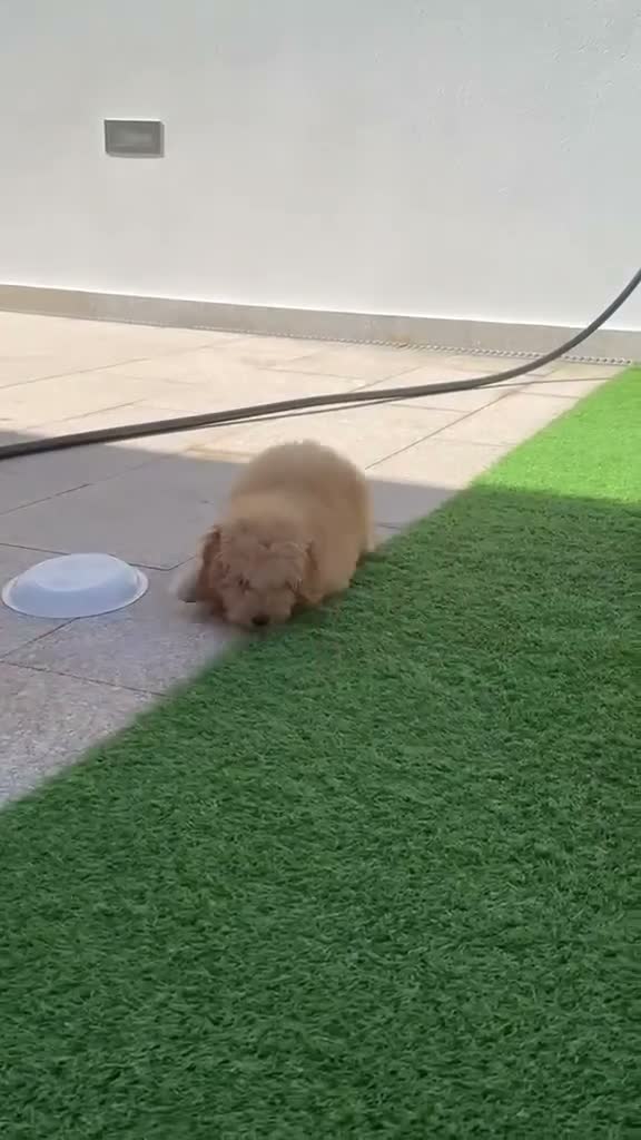Raza Mixta perros en venta: Caniche enano en Valencia - Video 2