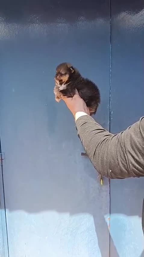 Pomerania perros en venta: ‼️POMERANIA AMERICANO TAMAÑO TOY  - Video 1