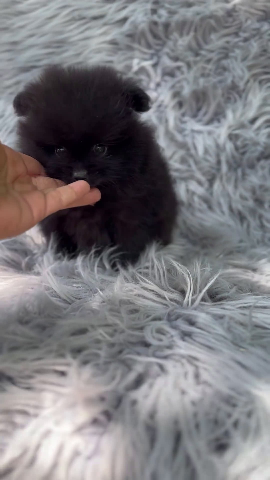 Pomerania perros en venta: POMERANIA LULU TOY - Video 1