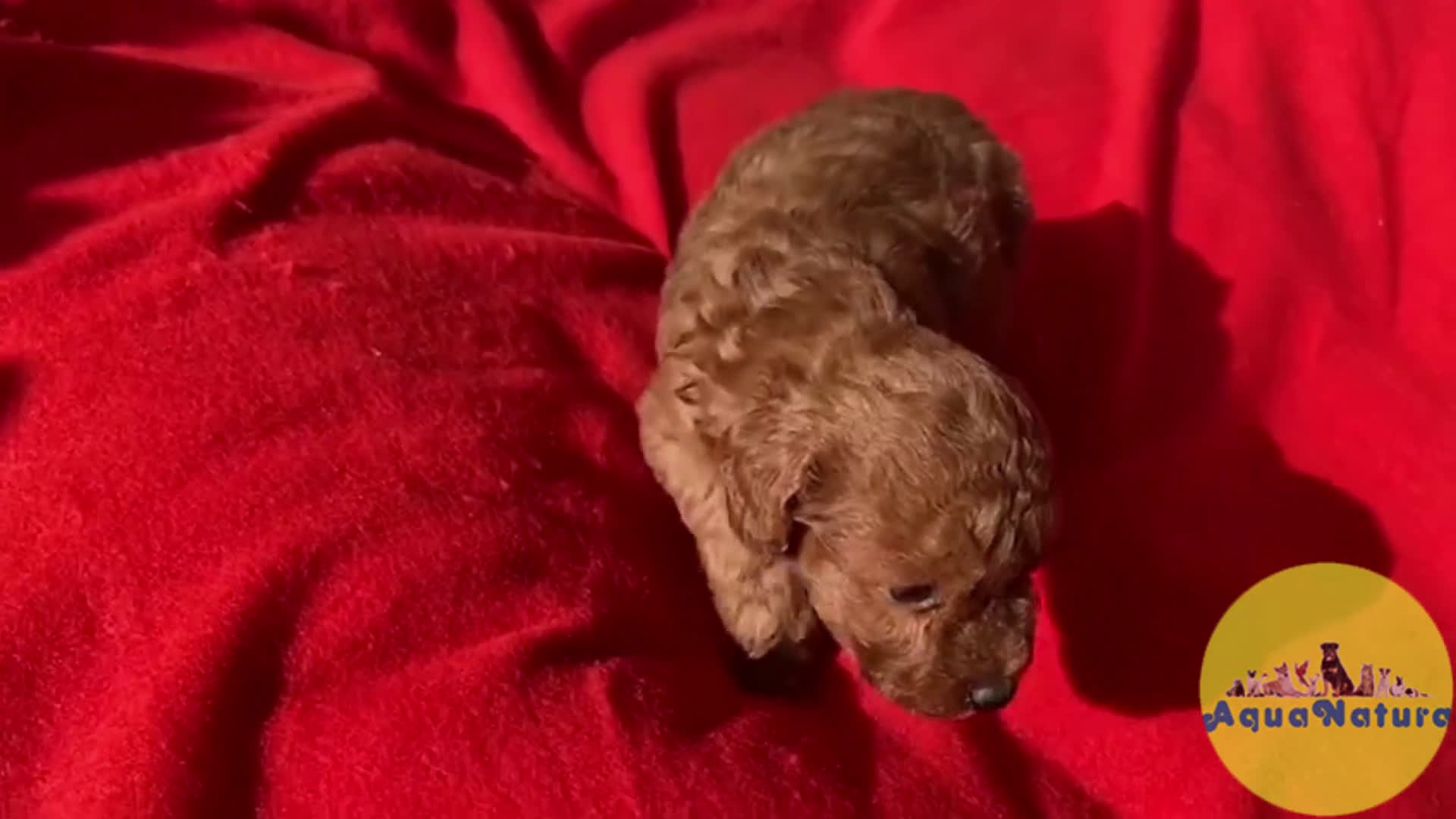 Caniche Toy perros en venta: Caniche Macho 7349 de Camila - AQUANATURA en Barcelona - Video 1