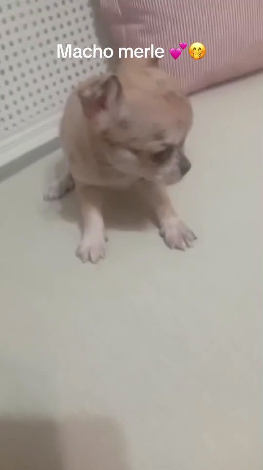 Chihuahua perros en venta: Chihuhuas - Video 5