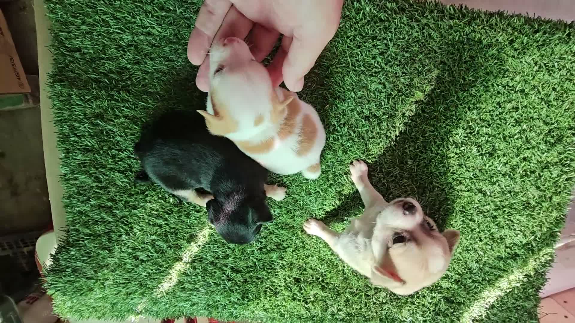 Chihuahua perros en venta: Chihuahuas mini - Video 3