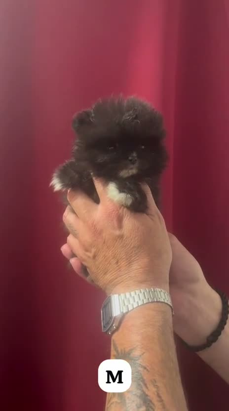 Pomerania perros en venta: POMERANIA TOY LULÚ - Video 1