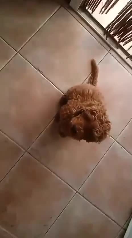 Caniche Enano perros en venta: Caniche enano rojo macho!! - Video 1