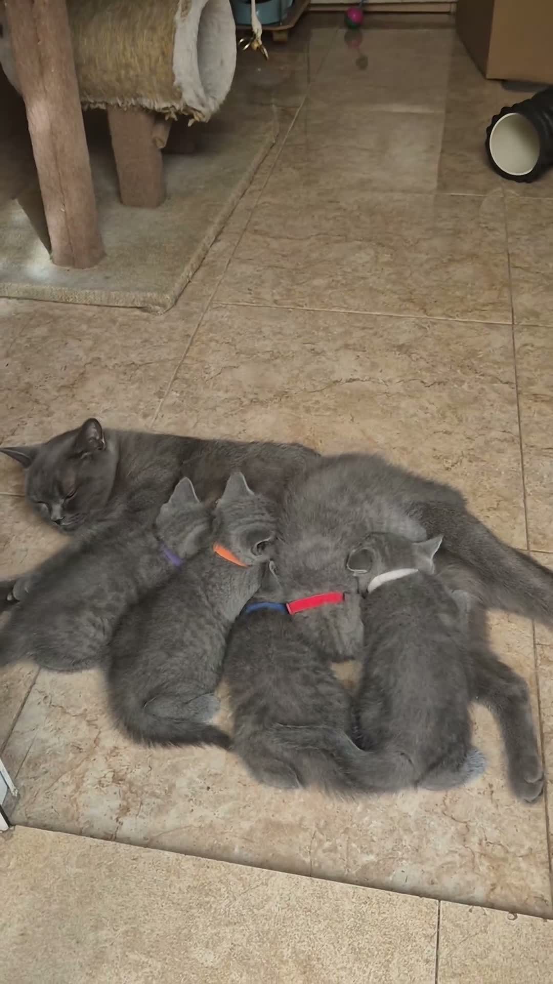 Británico de Pelo Corto Azul gatos en venta: Gatos Brithish shorthair  - Video 2