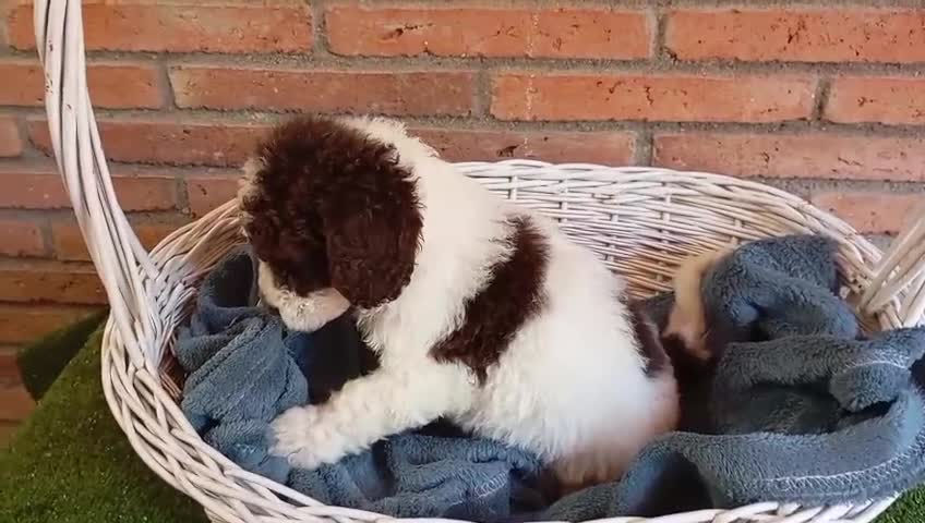 Perro de Agua Español perros en venta: Perro de agua  - Video 1