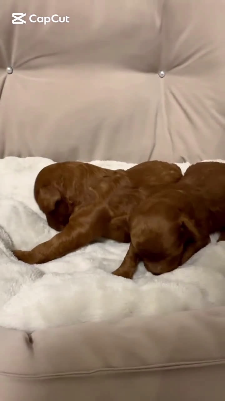 Caniche Toy perros en venta: Caniches ASIATICOS 100% - Video 1