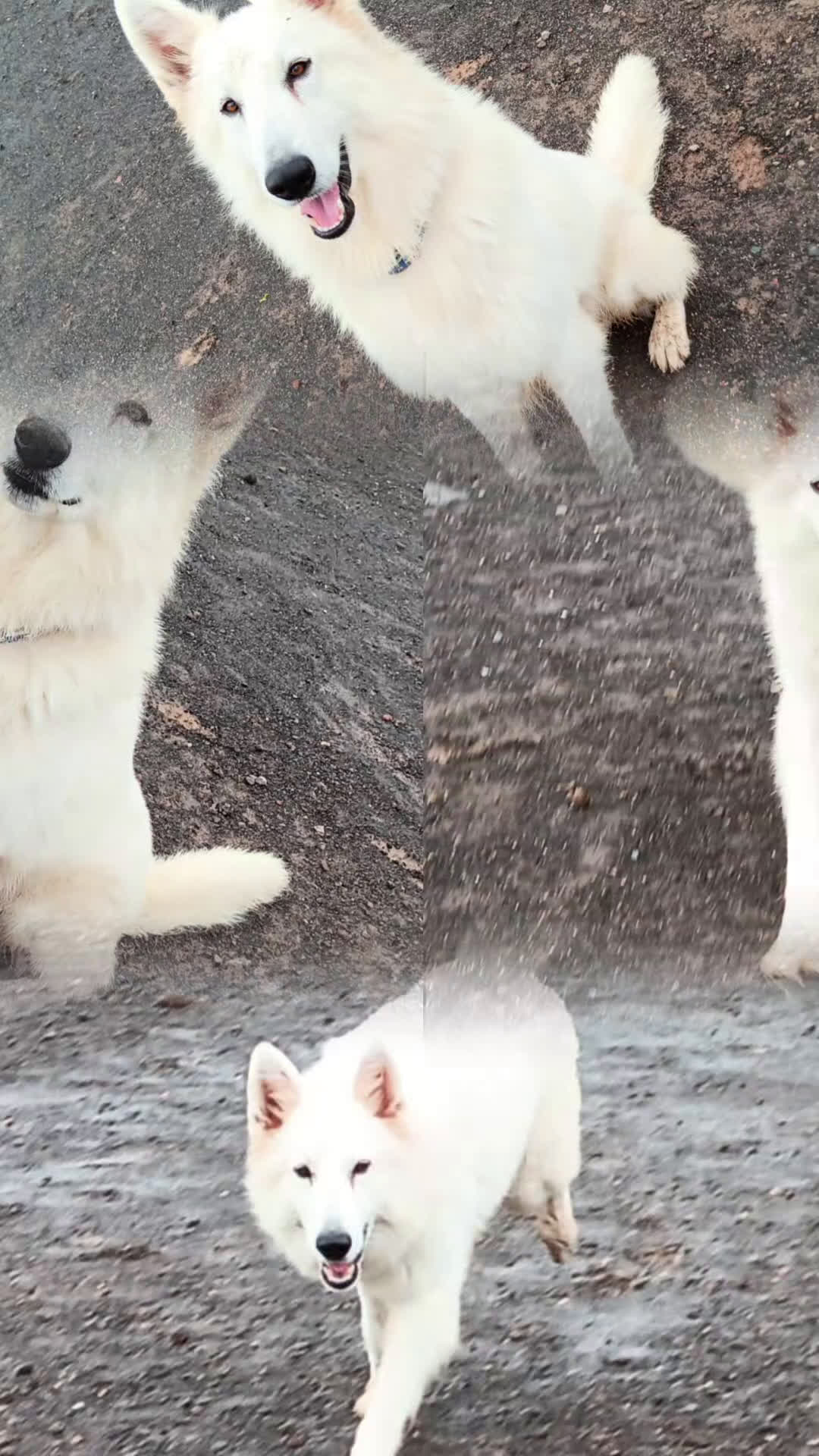 Pastor Blanco Suizo perros en venta: Pastor Blanco Suizo  - Video 1