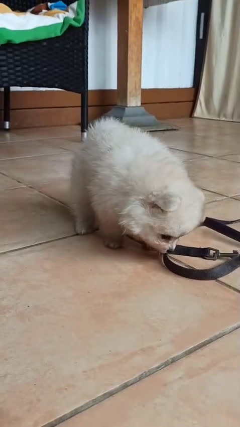 Pomerania perros en venta: Pomerania Toy blanco y crema super peques  - Video 1