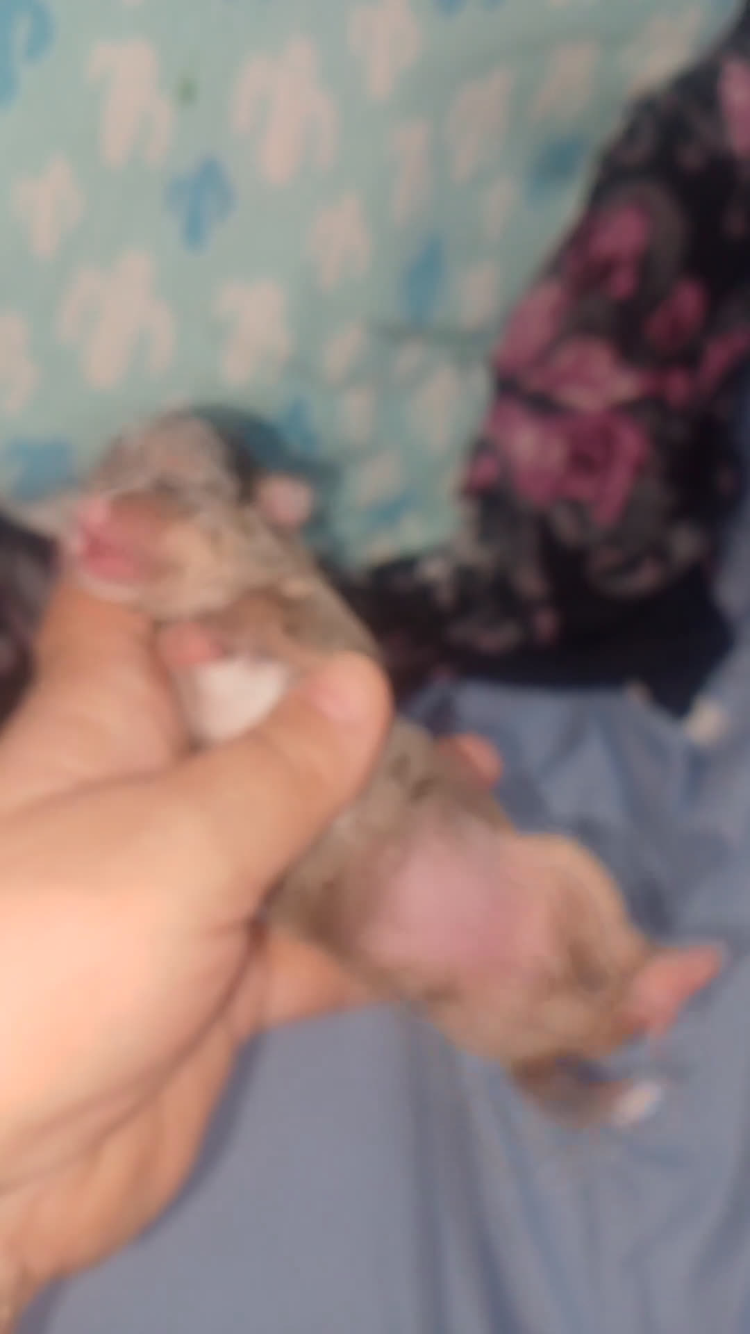 Chihuahua perros en venta: Camada para reservar  - Video 3