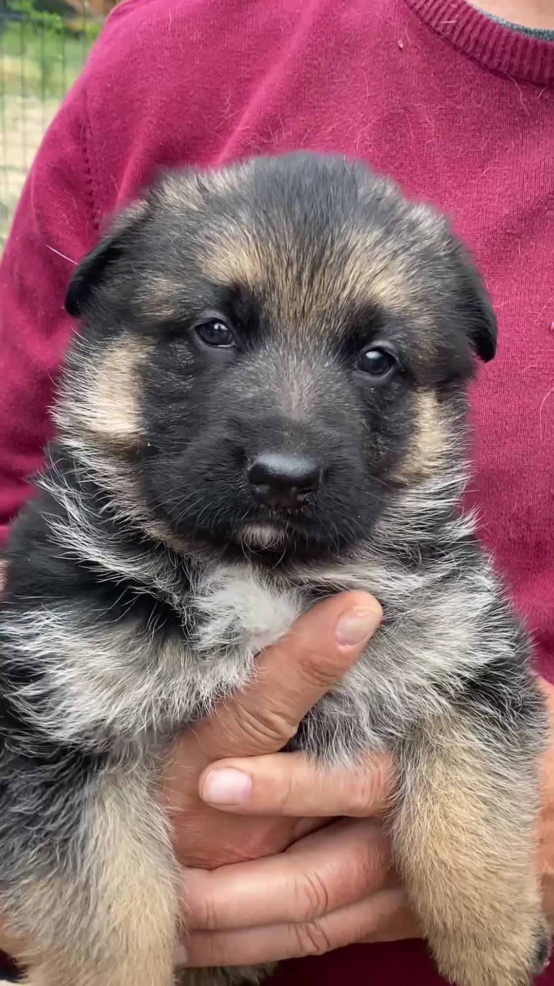Pastor Alemán perros en venta: Pastor aleman hembra - Video 1