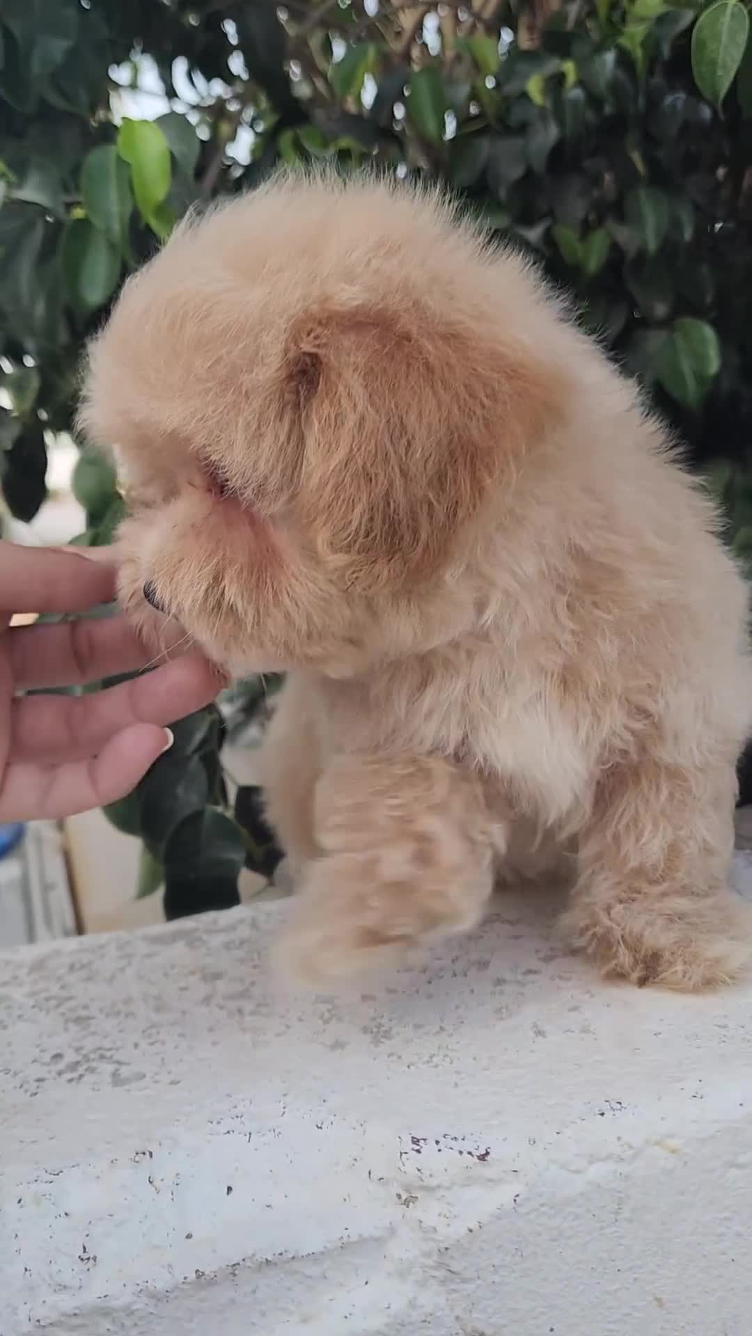Maltipoo perros en venta: Maltipoo precio real - Video 1