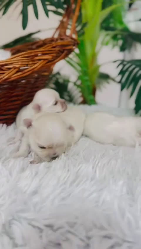 Bichón Maltés perros en venta: BICHÓN MALTÉS 100x100 COREANO - Video 1