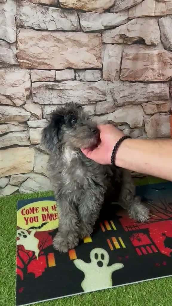 Maltipoo perros en venta: CACHORRITA MALTIPOO MERLÉ - Video 1