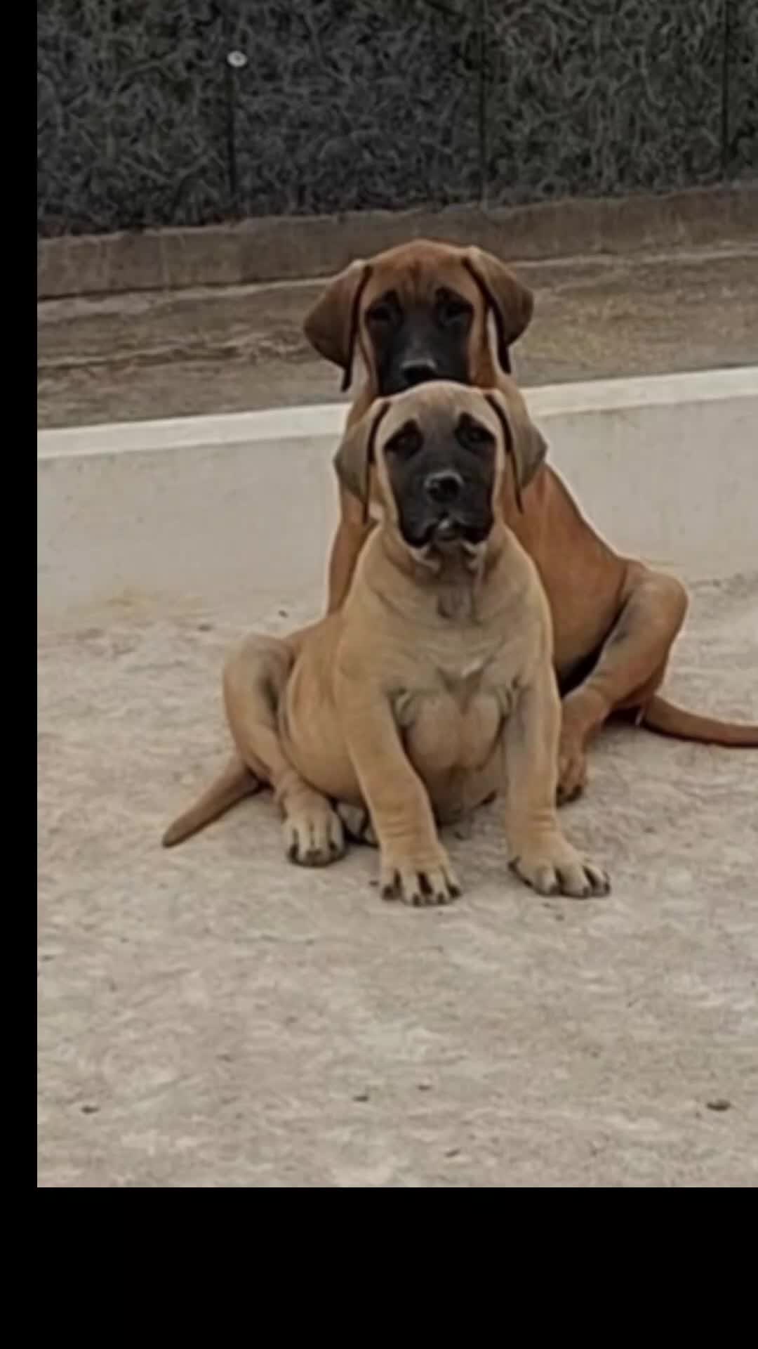 Presa Canario perros en venta: Presa canario top pedigrí - Video 3