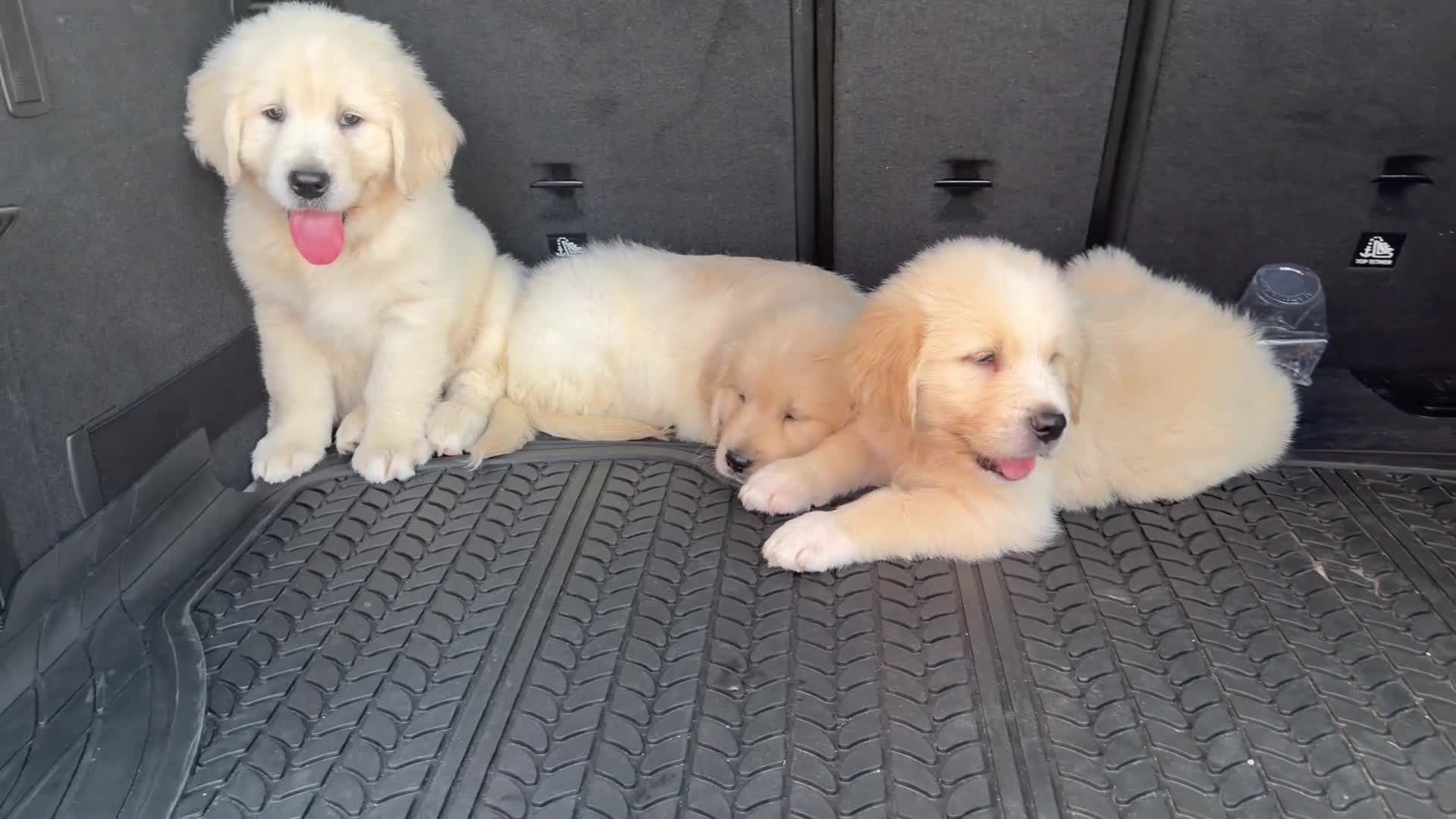 Golden Retriever perros en venta: Golden Retriever  - Video 2