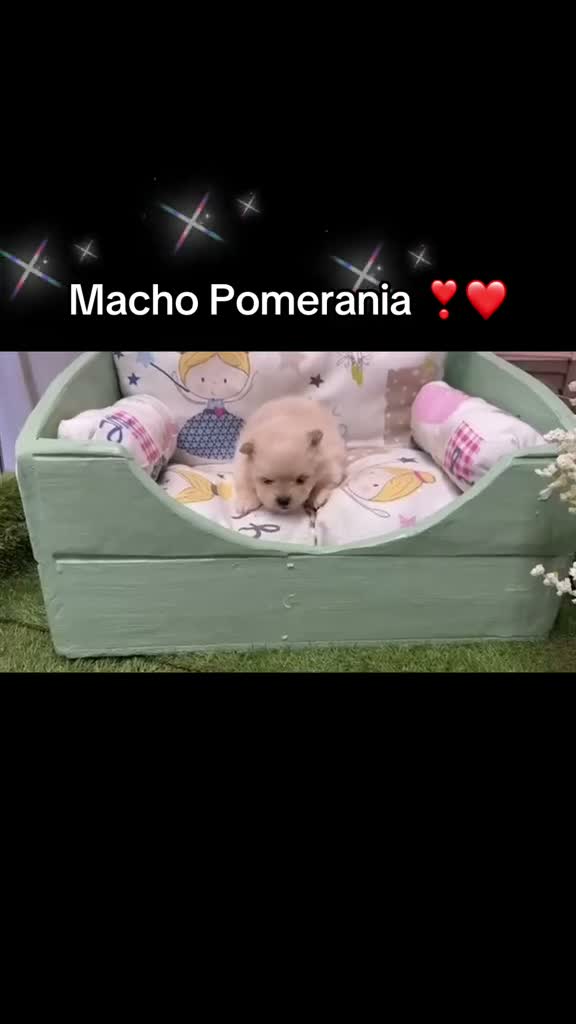 Pomerania perros en venta: Pomeranias varios colores muy bonitos!! - Video 3