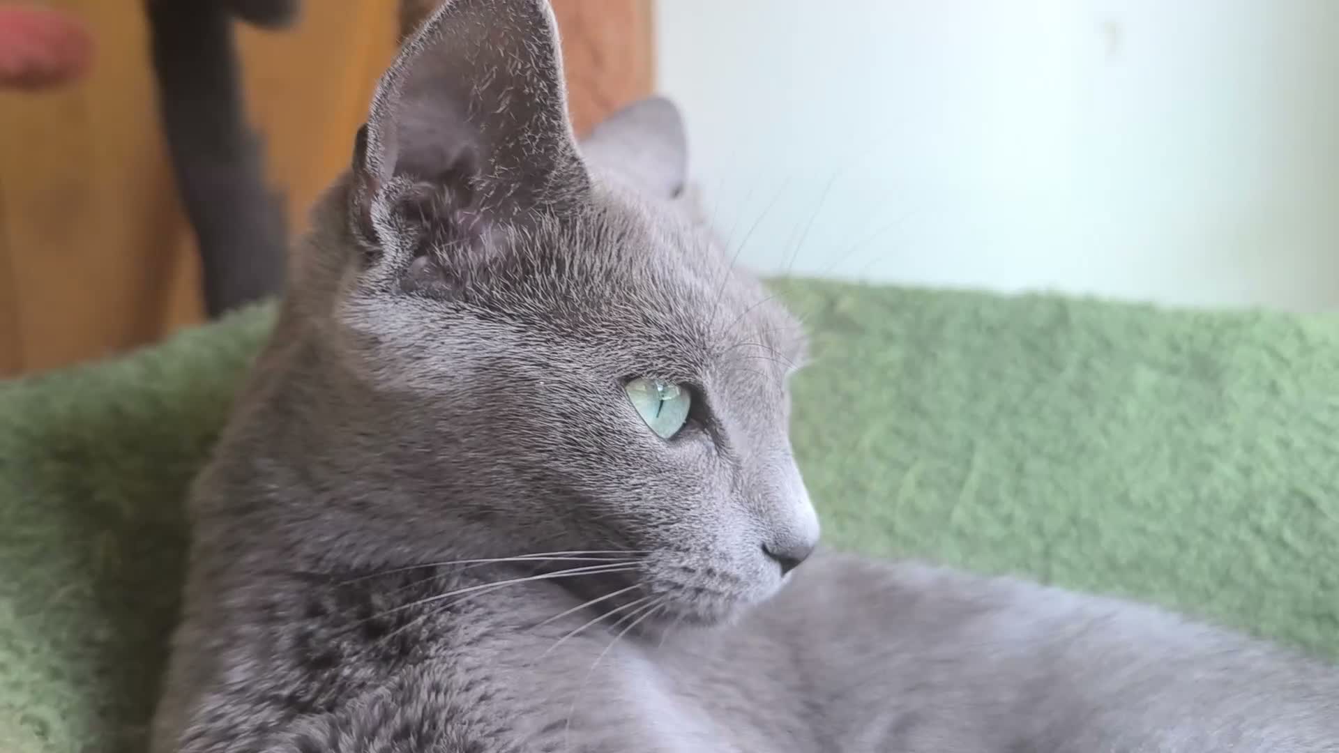 Azul Ruso gatos en venta: Camada de azul ruso  - Video 1