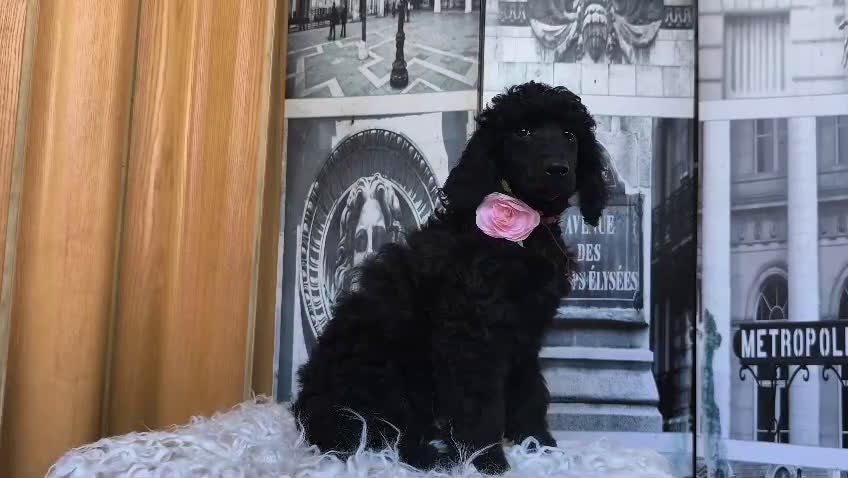 Caniche Gigante perros en venta: Caniche gigante  - Video 1