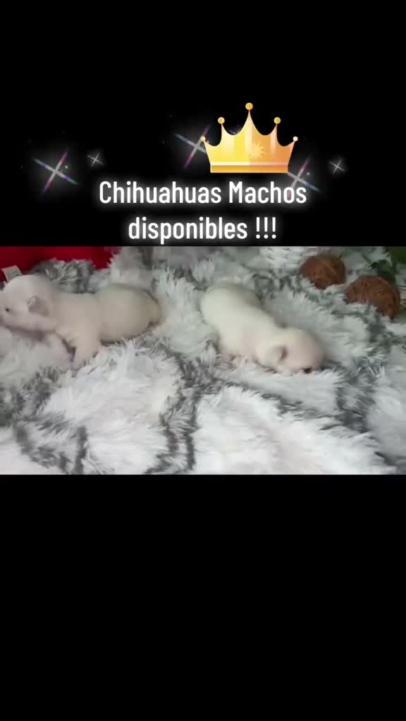 Chihuahua perros en venta: Chihuahua Toy muy bonitos y pequeñitos!!! - Video 1