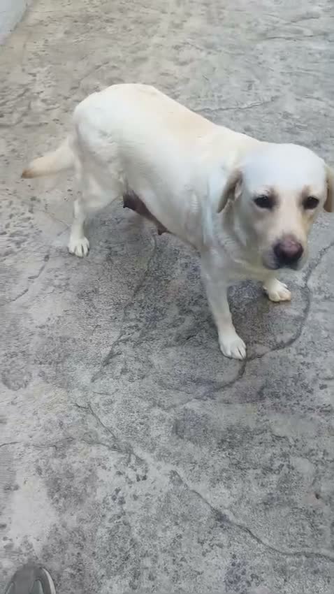 Labrador Retriever perros en venta: CADELLS DE LABRADOR RETRIEVER 🤎🐶 - Video 2