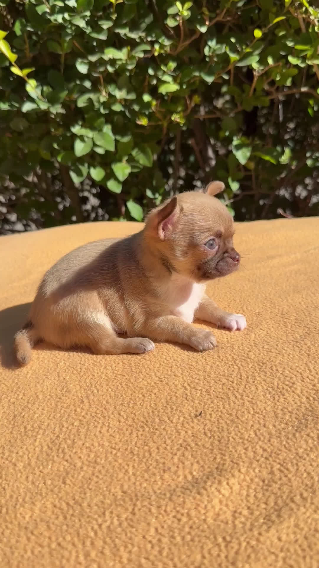 Chihuahua perros en venta: Precioso Chihuahua miniatura  - Video 1