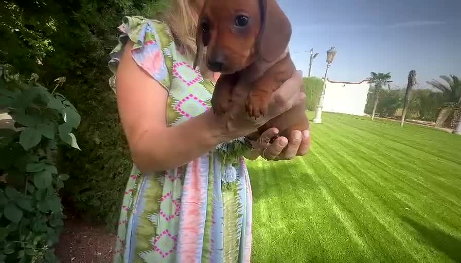 Teckel perros en venta: PRECIO REAL ULTIMOS DISPONIBLES  - Video 2