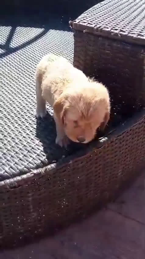 Cocker Spaniel Inglés perros en venta: Cocker spaniel ingles Macho disponible  - Video 1