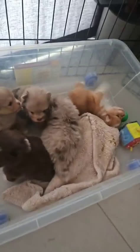 Pomerania perros en venta: Pomerania  - Video 1