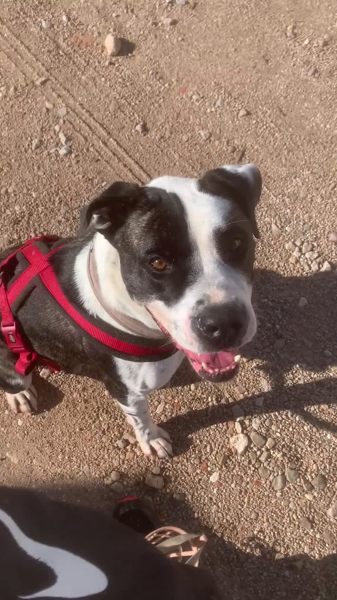 American Staffordshire-Terrier perros en adopcion: THOR ❤️ en Adopción  - Video 1